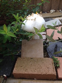 きのこ 白いきのこ かなり大きい 庭の花壇に生えてきました 高島建築設計株式会社